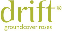drift ground cover roses