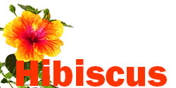 hibiscus promo