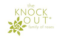 knock out roses